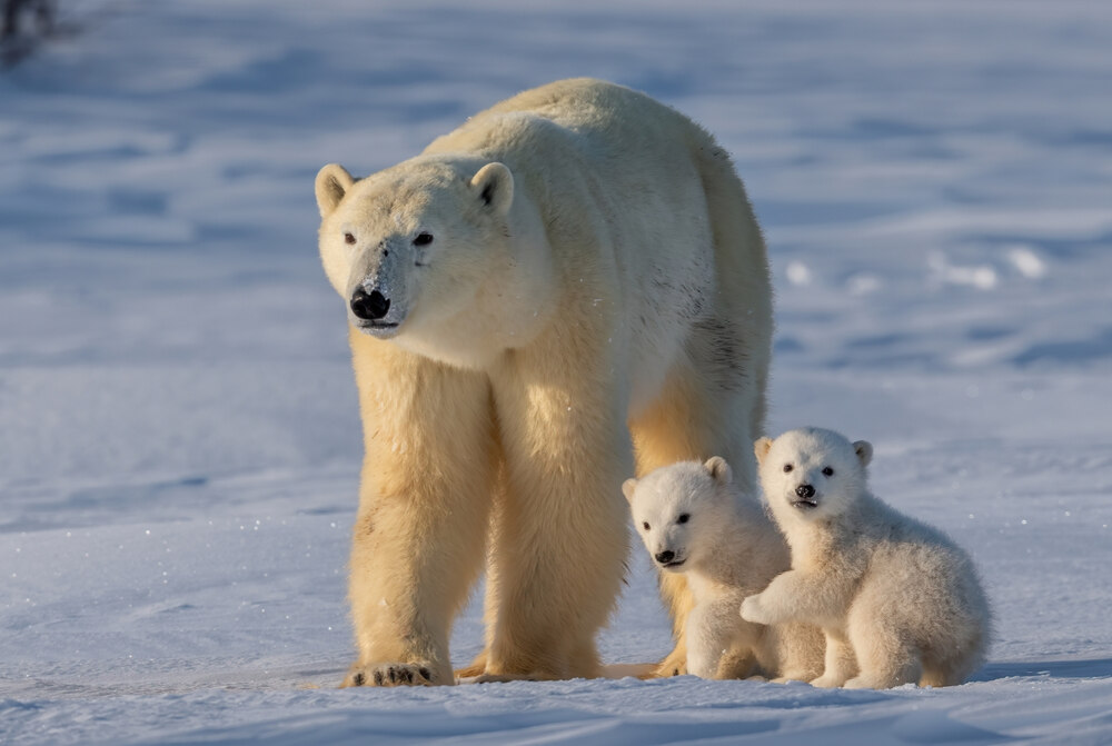 A mother polar bear and her two young cubs