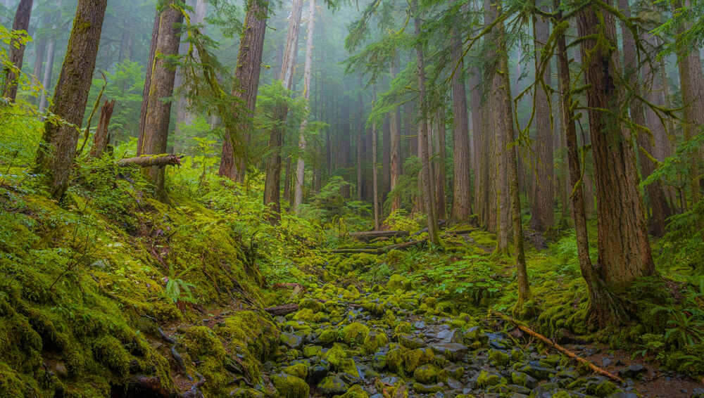 Sol Duc Valley