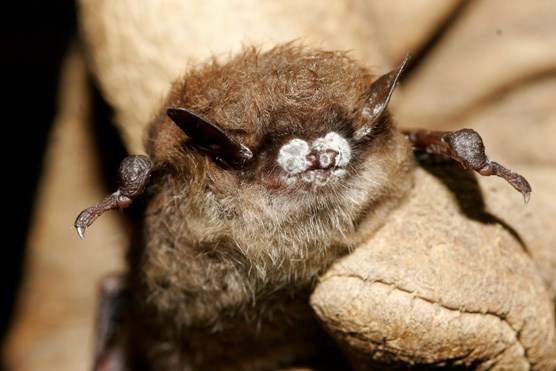 a bat with White-nose syndrome which is a fungal disease that affects hibernating bats
