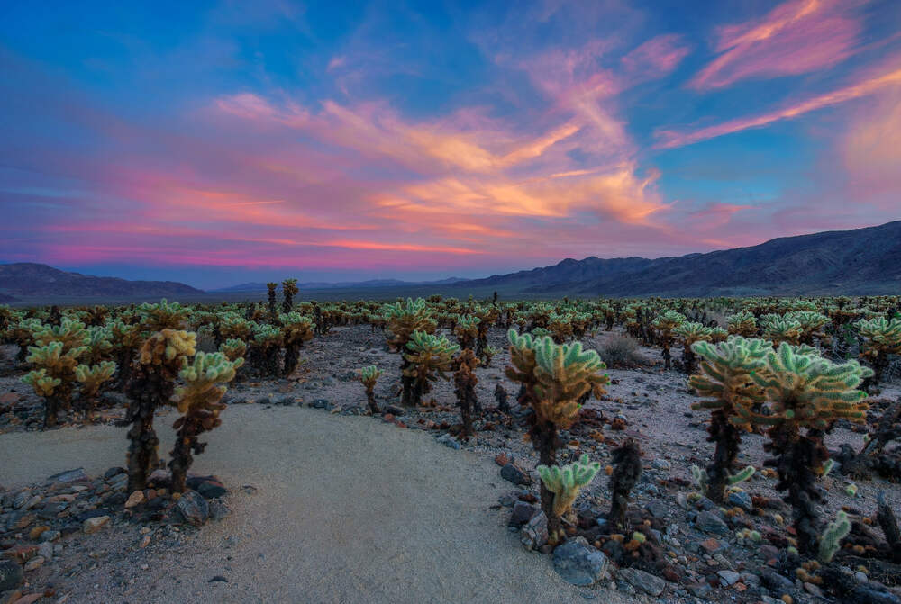 The Cholla Cactus Garden showing a dense cluster of cholla cacti at sunset