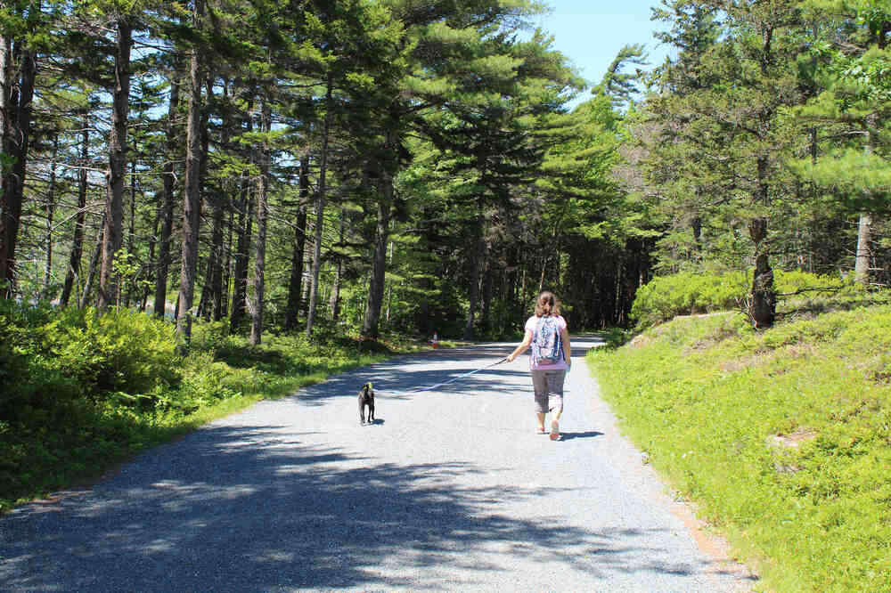 A woman and her dog walk along the Carriage Road Trail inside Acadia